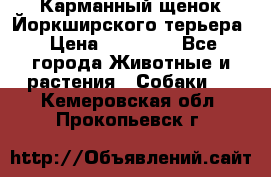 Карманный щенок Йоркширского терьера › Цена ­ 30 000 - Все города Животные и растения » Собаки   . Кемеровская обл.,Прокопьевск г.